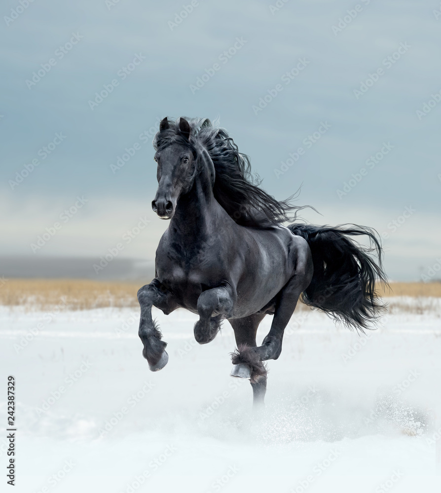 bay lusitano horse in winter field bay lusitano horse in winter field