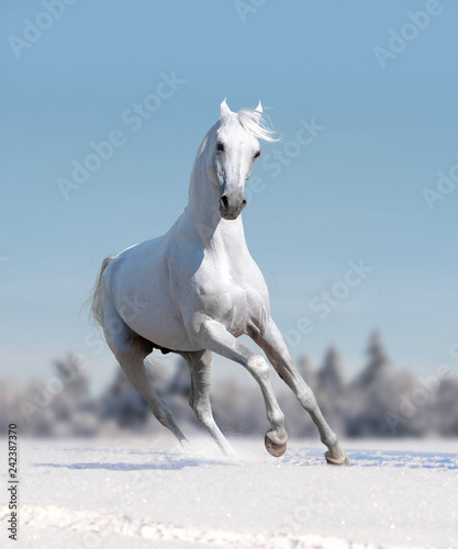 white arabian horse runs free in winter field