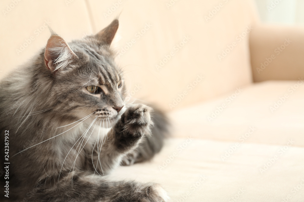 Adorable Maine Coon cat cleaning itself on couch at home. Space for text Adorable Maine Coon cat cleaning itself on couch at home. Space for text