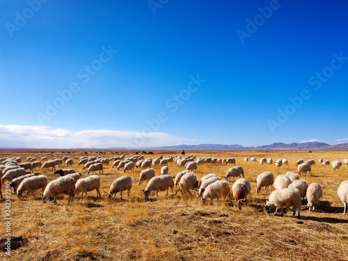 Flock of sheep grazing in autumn sunny meadow with blue sky and snow mountain background , beautiful landscape of Ruoergai prairie in Gannan, China. photo
