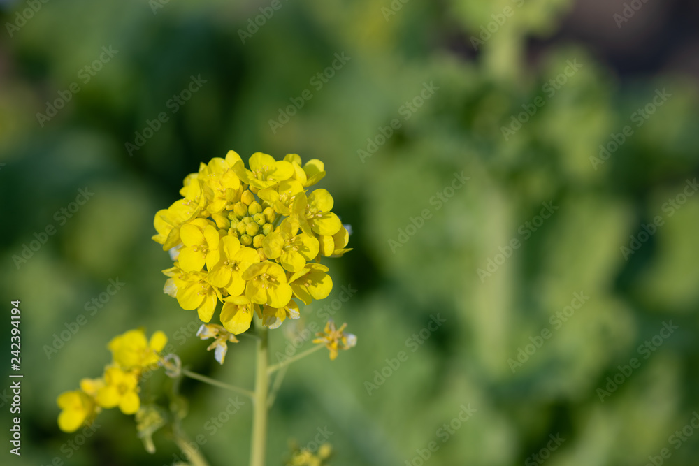 黄色い菜の花 黄色い菜の花