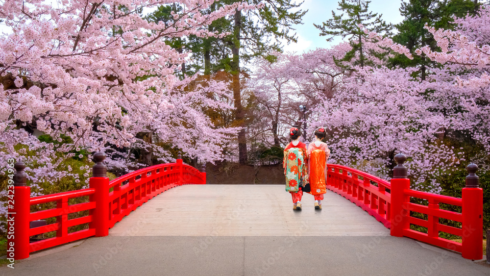 Obraz premium Japończyk Geisga z Pełnym kwiatem Sakura - Czereśniowy okwitnięcie przy Hirosaki parkiem, Japonia
