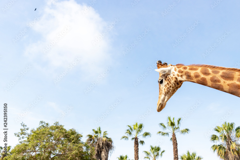 Obraz premium Cute giraffe under the blue sky