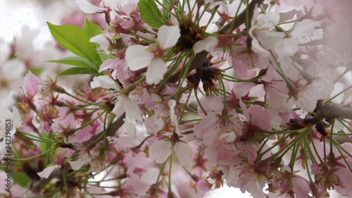 Cherry Blossoms IV