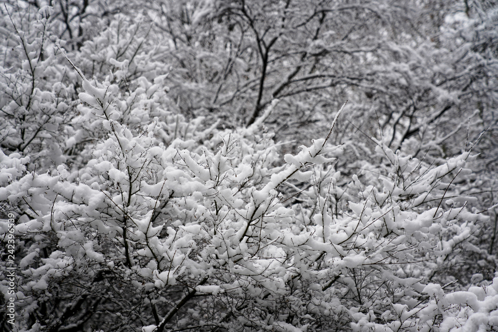 Snowscape of West Lake in Hangzhou Snowscape of West Lake in Hangzhou