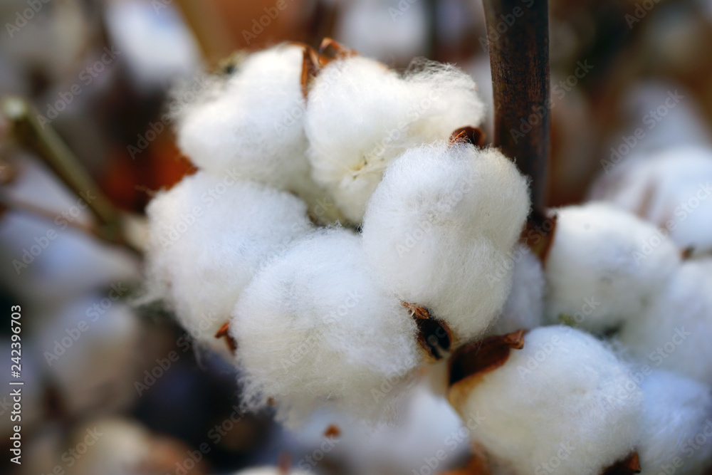Bunches of soft white cotton flowers for sale at a flower market Bunches of soft white cotton flowers for sale at a flower market