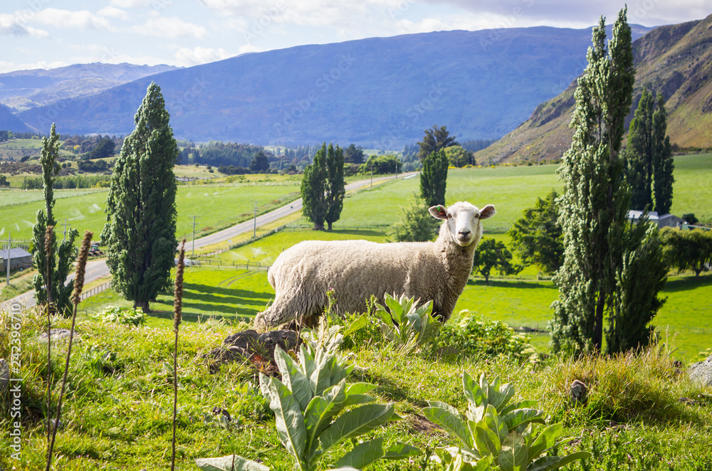 Naklejka premium New Zealand Sheep Roys Peak Track