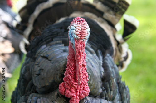 Bronze Turkey Tom