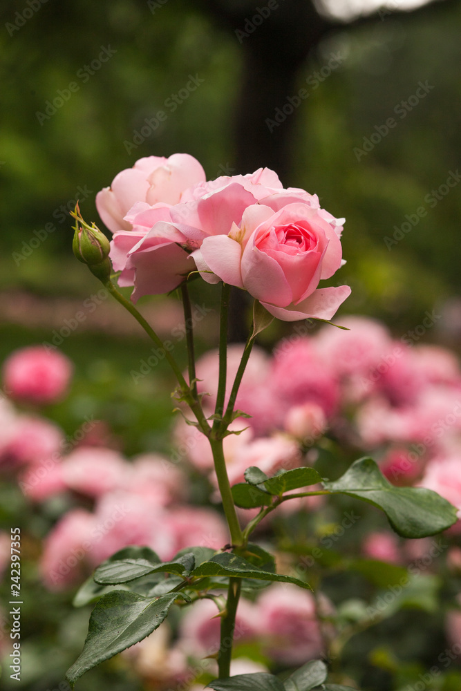 Pink Rose Pink Rose