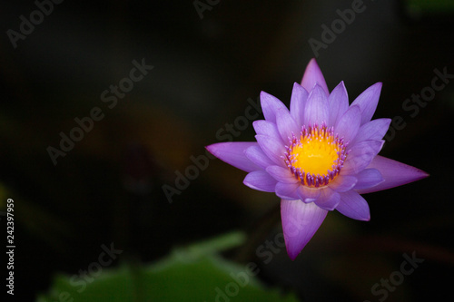 Pink Lotus isolated on a black background