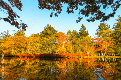 Beautiful Japan autumn at Kumoba Pond or Kumoba ike of Karuizawa ,Nagano Prefecture Japan.