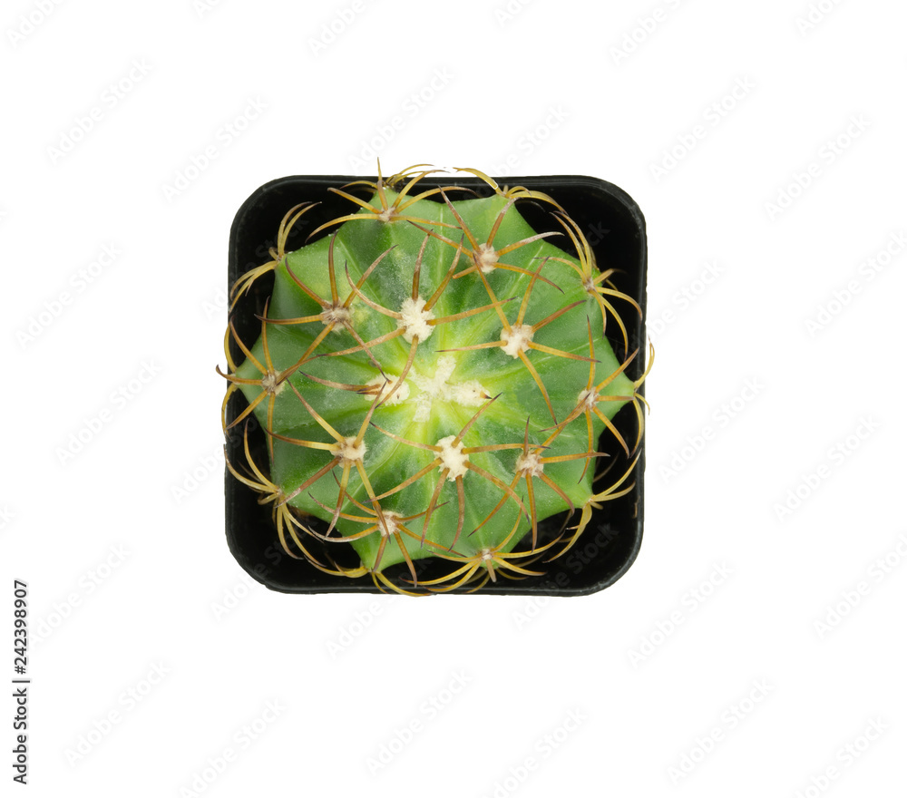Top view small cactus isolated on white background