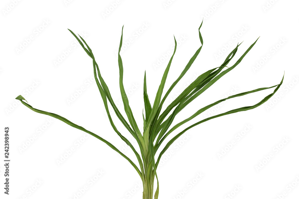 Dry Pandanus leaves isolated on white background