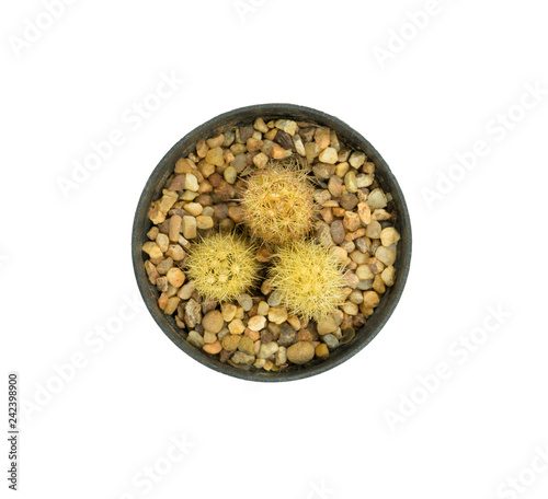 Top view small cactus isolated on white background