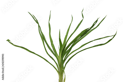 Obraz na płótnie Dry Pandanus leaves isolated on white background w salonie