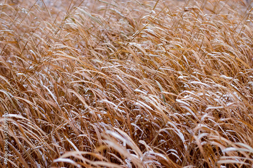 Background of dry, yellow, brown grass covered with white snow on a frosty winter day.