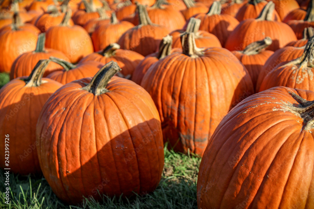 Pumpkin patch Pumpkin patch