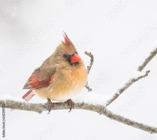 Northern Cardinal (Cardinals Cardinals) adult on a snowy winter day, Berks County, Pennsylvania © Lee