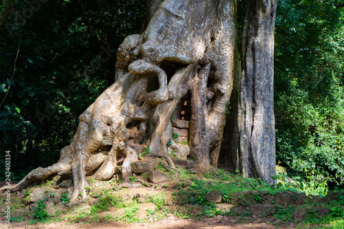 big root of tree in the park © Sunanta