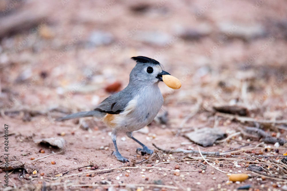 Small bird with nut Small bird with nut