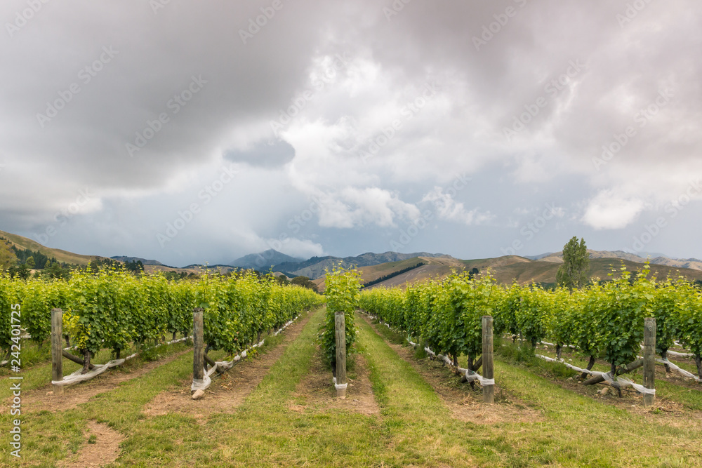stormy sky above rows of grapevine growing in New Zealand vineyard 