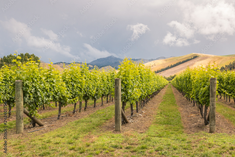 Naklejka premium rows of grapevine in New Zealand vineyard with dramatic stormy sky