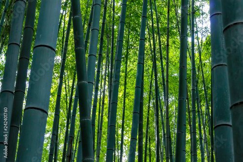 bamboo forest