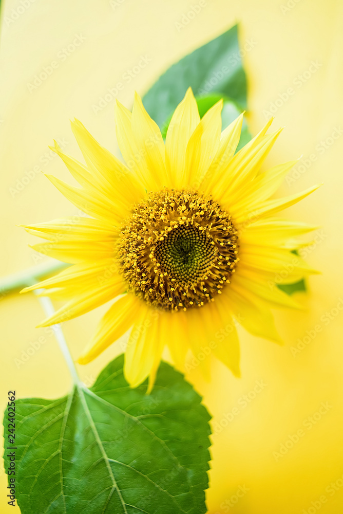 Obraz premium a beautiful sunflower on a yellow background