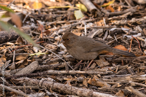 California Towhee or brown bird on forest floor.