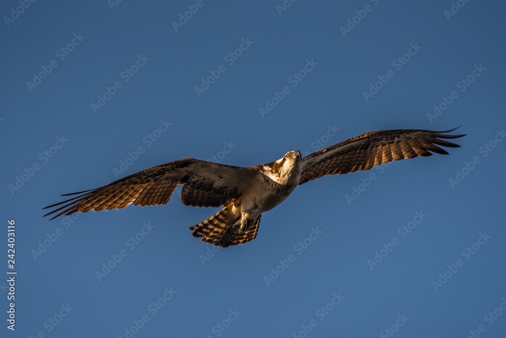 Osprey in flight with wings spread and eyes aglow. Osprey in flight with wings spread and eyes aglow.