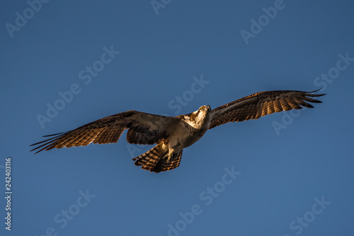 Osprey in flight with wings spread and eyes aglow. © buttbongo