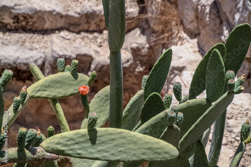 Sabra cactus plant, named after Israeli person, located in Jerusalem, Israel photo