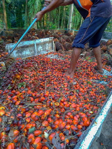 Ripe red palm oil in the country.