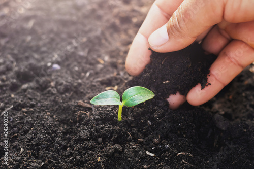 Obraz na plátne hand planting small tree in garden