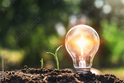 light bulb on soil and young plant growing. concept saving energy power
