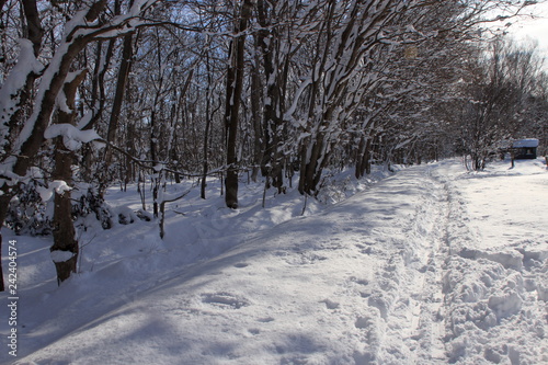 札幌の森林公園の歩くスキーコースの風景 © tasch