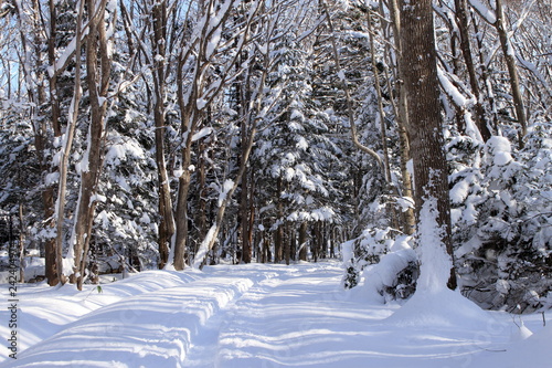 札幌の森林公園の歩くスキーコースの風景 © tasch