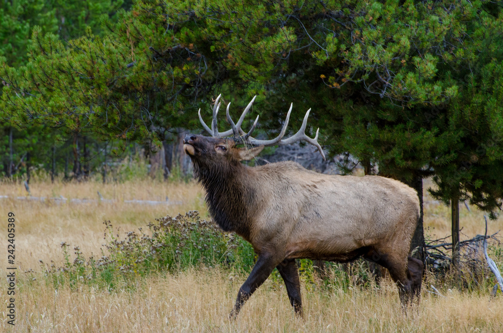 Bull Elk (Wapiti) in Yellowstone National Park, Wyoming, United States Bull Elk (Wapiti) in Yellowstone National Park, Wyoming, United States