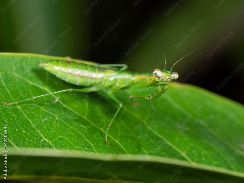 Macro Photo of Praying Mantis Camouflage on Green Leaf, Selective Focus at Head Macro Photo of Praying Mantis Camouflage on Green Leaf, Selective Focus at Head