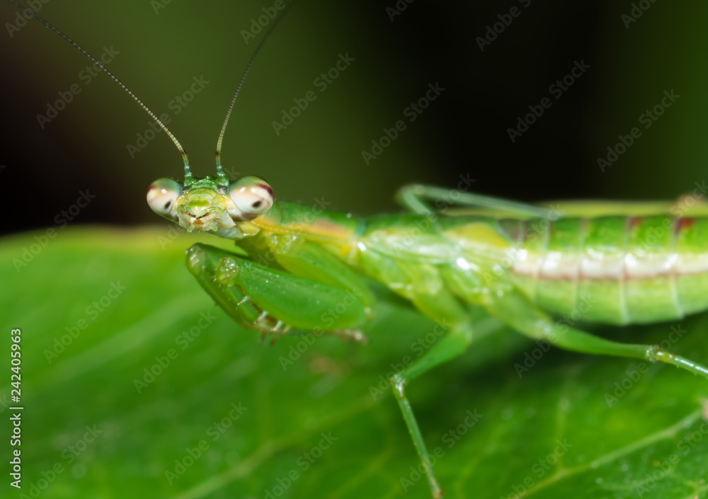 Macro Photo of Praying Mantis Camouflage on Green Leaf, Selective Focus at Head Macro Photo of Praying Mantis Camouflage on Green Leaf, Selective Focus at Head