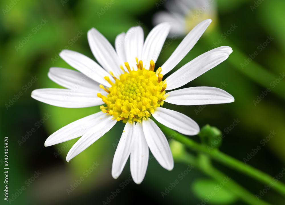 Obraz premium Close up Oxeye Daisy Flower Isolated on Blurry Background