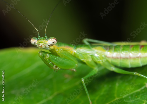 Macro Photo of Praying Mantis Camouflage on Green Leaf, Selective Focus at Head © backiris