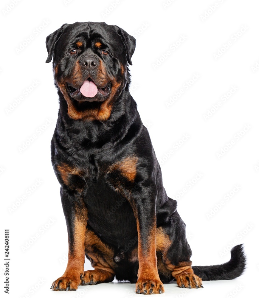 Rottweiler Dog Isolated on White Background in studio Rottweiler Dog Isolated on White Background in studio