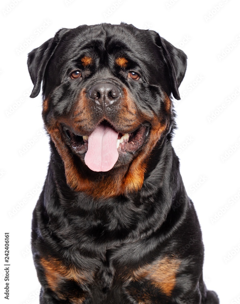 Rottweiler Dog  Isolated  on White Background in studio