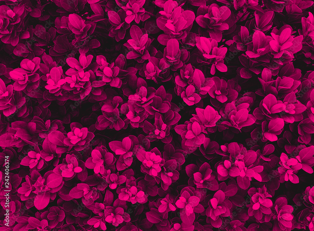 leaves pattern texture background pink color, Natural background closeup