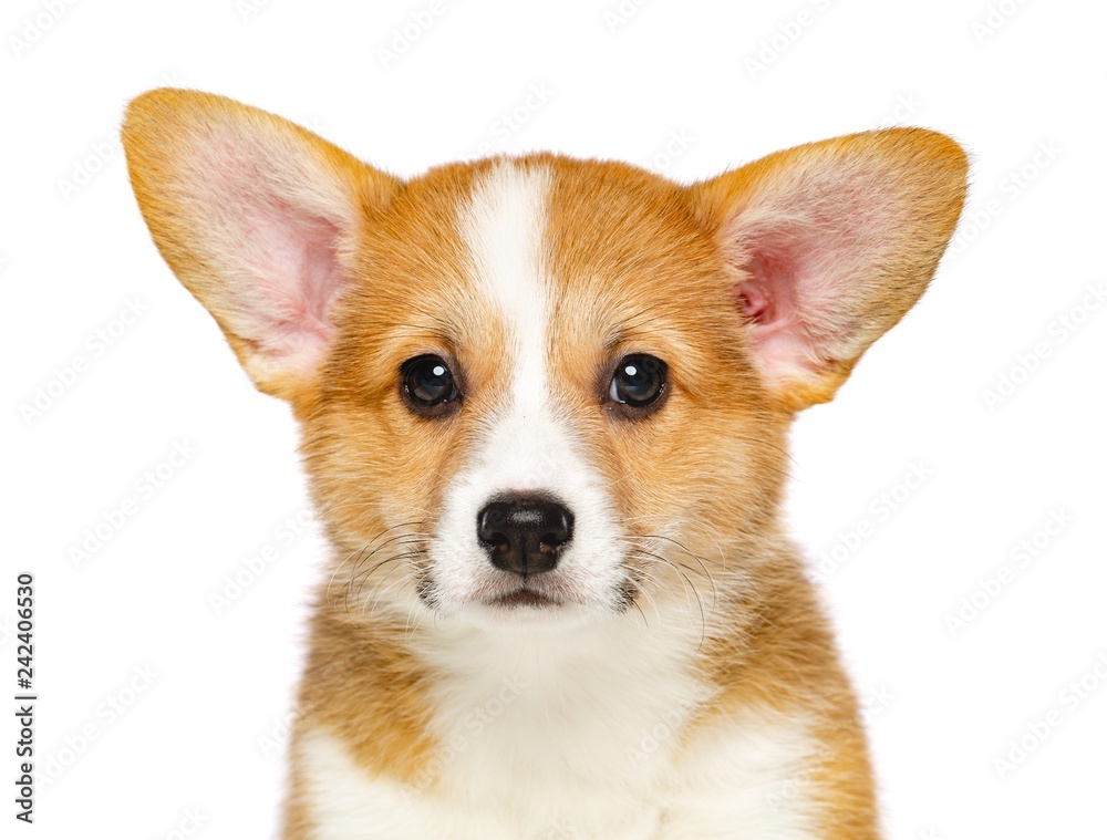 Welsh corgi puppy Dog Isolated on White Background in studio Welsh corgi puppy Dog Isolated on White Background in studio
