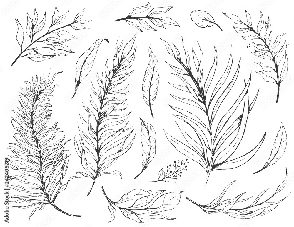 Fototapeta premium Sketch set plant leaves, drawing nature set. Graphic floral botanical line painted herb.
