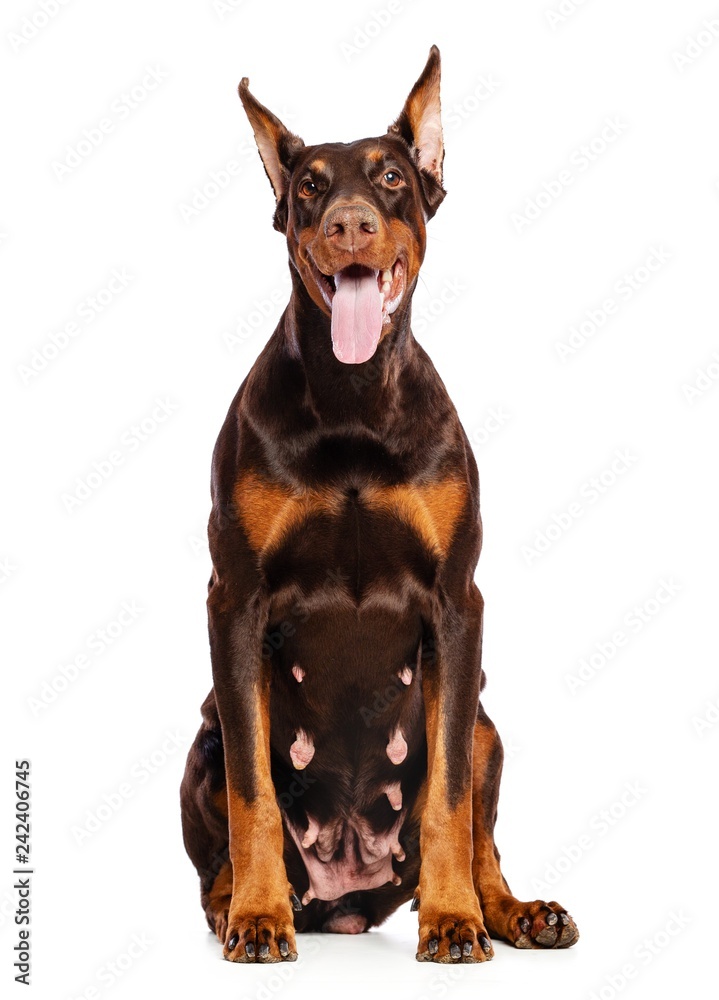 Fototapeta premium Doberman Dog Isolated on White Background in studio