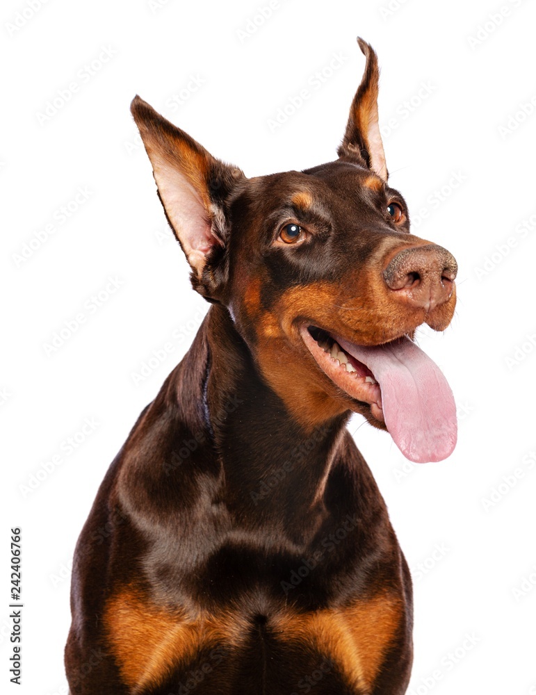 Doberman Dog  Isolated  on White Background in studio