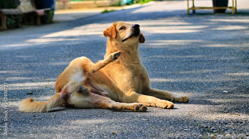 Dogs that are lying on the road naturally.